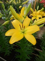 [4020 Cevennes No102.JPG]